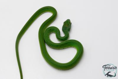 Gonyosoma coeruleum -  Serpent ratier vert - NC 2025