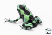Dendrobates auratus - Dendrobate doré "Costa Rica"