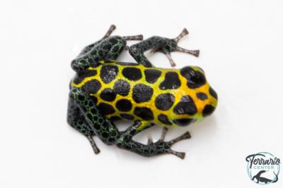 Ranitomeya imitator "Tarapoto" - Dendrobate imitateur