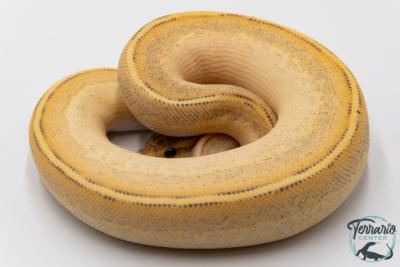 Python royal - Python regius Highway Pinstripe