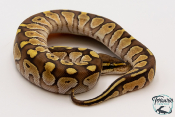 Python royal - Python regius Butter