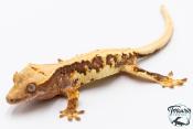 Correlophus ciliatus - Gecko à crête - NC 2025 -  38B