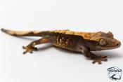 Correlophus ciliatus - Gecko à crête - NC 2025 -  49
