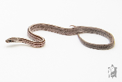 Serpent des blés - Pantherophis guttatus Anery Ligné
