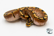 Python royal - Python regius Spider