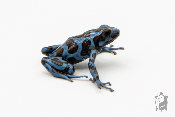 Dendrobates auratus - Dendrobate doré "Super Blue"