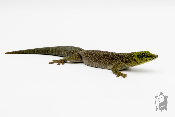 Phelsuma standingi - Gecko diurne de Standing