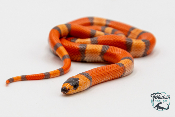 Lampropeltis triangulum hondurensis -  Faux-corail du Honduras - Hypo