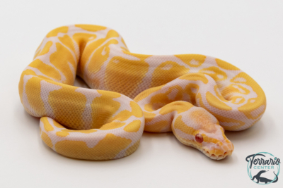 Python royal - Python regius Albinos