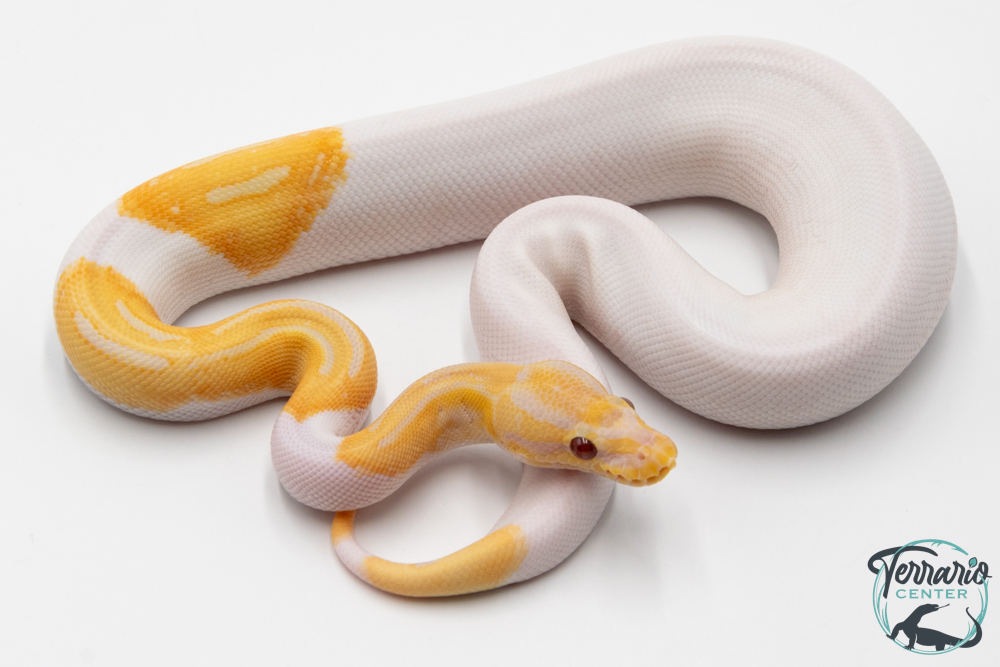 Python royal - Python regius Piebald Lavender Albino - Dreamsicle