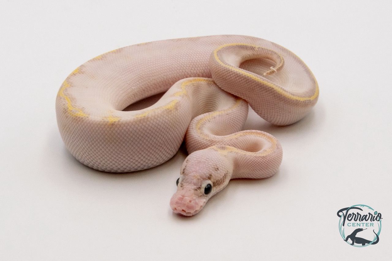 Python Royal - Python regius Ivory Pastel