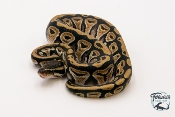 Python royal - Python regius Mojave