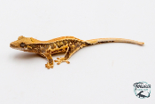 Correlophus ciliatus Lily White - Gecko à crête - Juvénile 11 -  NC 2023 - PH2024011010152259