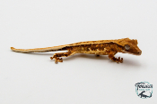 Correlophus ciliatus Lily White - Gecko à crête - Juvénile 15 -  NC 2023 - PH2024011010152304