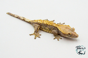 Correlophus ciliatus - Gecko à crête - Femelle -  250228500118645