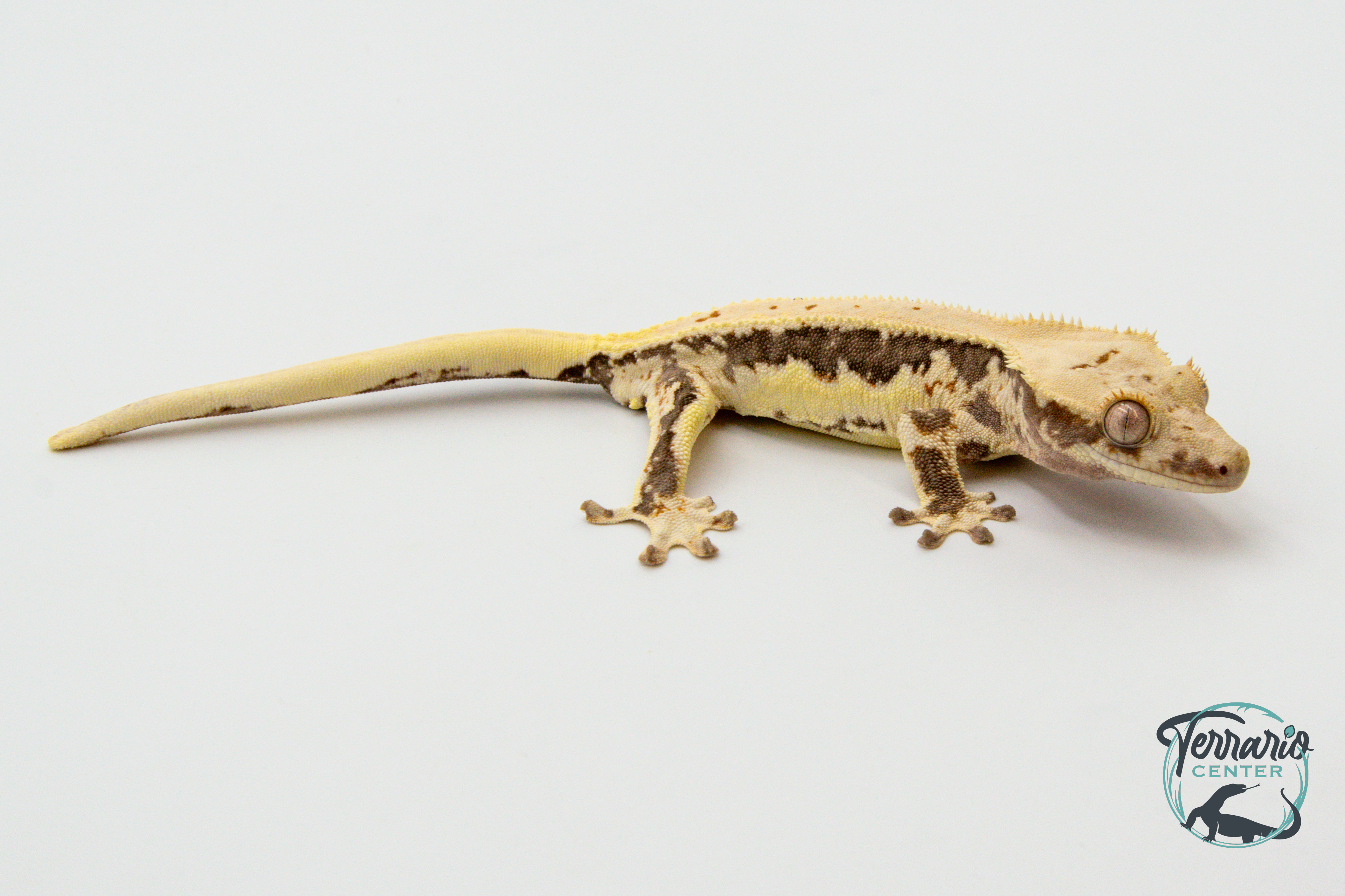 Correlophus ciliatus Lily White - Gecko à crête - Mâle -  250228500118609
