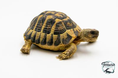 Tortue de terre 