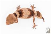 Nephrurus Wheeleri Cinctus - Gecko à queue bossue annelé