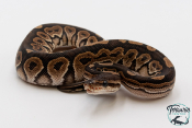 Python royal - Python regius Cinnamon