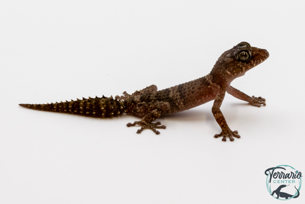 Paroedura ibityensis - Gecko terrestre d'Ibity