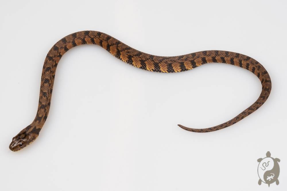 Nerodia rhombifer -  Serpent d'eau à dos de diamant