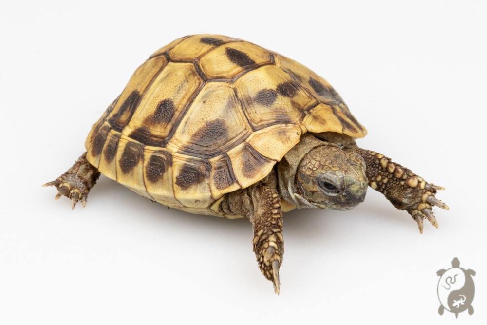 Tortue d'Hermann - Testudo hermanni boettgeri 5cm