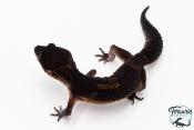Gecko Léopard - Eublepharis Macularius - Black Night - Femelle &#9792; F4