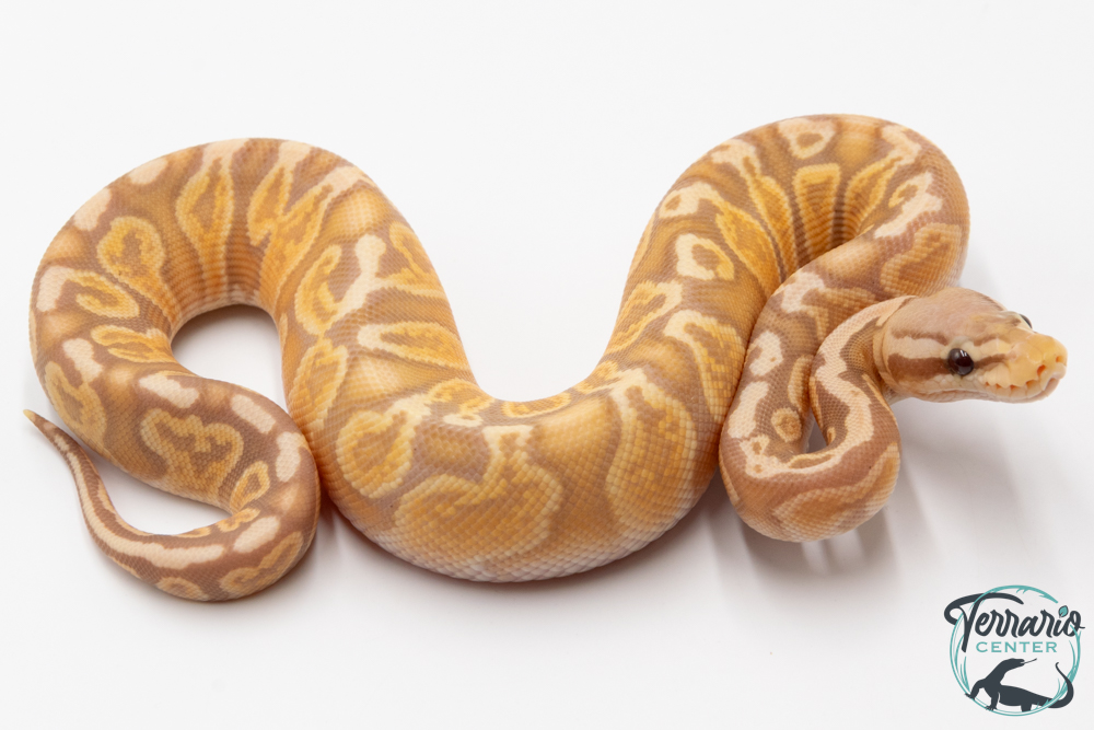 Python royal - Python regius Banana Pastel GHI 