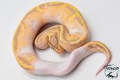 Python royal - Python regius Banana Pastel Piebald