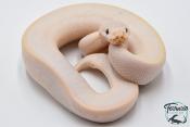 Python royal - Python regius Ivory SuperBlast