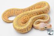 Python royal - Python regius Super Blast Yellow Belly