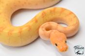 Python royal - Python regius Banana Clown Pinstripe Yellow Belly