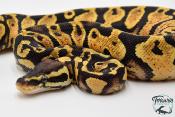 Python royal - Python regius Pastel Yellow Belly