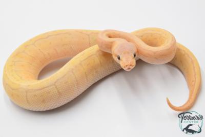 Python royal - Python regius Banana Lemon Blast