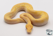 Python royal - Python regius Albinos Champagne