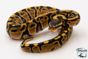 Python royal - Python regius Yellow Belly het Clown