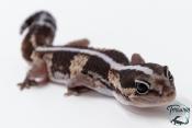 Hemitheconyx caudicinctus - Gecko à queue grasse - Femelle &#9792; A3