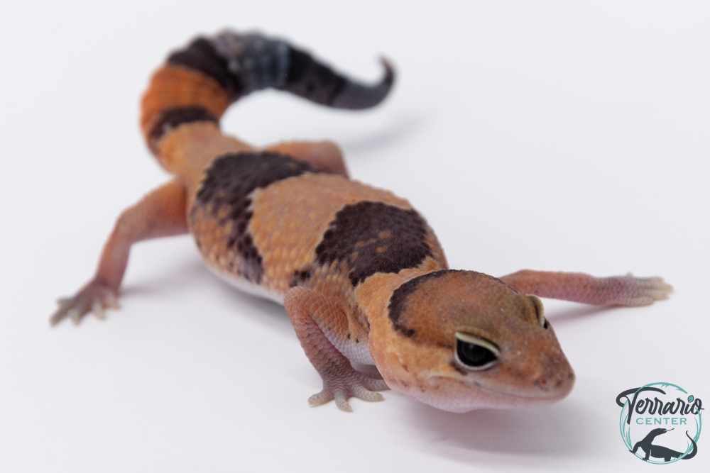 Hemitheconyx caudicinctus - Gecko à queue grasse - Femelle &#9792; A6