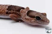 Hemitheconyx caudicinctus - Gecko à queue grasse - Femelle &#9792; A7