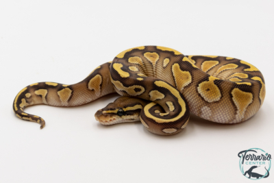 Python royal - Python regius Lesser het Clown