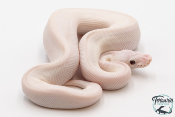 Python Royal - Python regius Leucistic