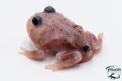 Grenouille cornue - Ceratophrys cranwelli MUTANT METAL BLUE