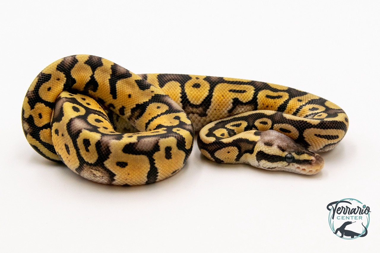 Python royal - Python regius Super Pastel