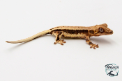 Correlophus ciliatus Lily White - Gecko à crête - Juvénile 12 -  NC 2023 - PH2024011010152270