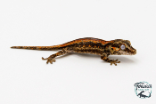 Rhacodactylus auriculatus - Gecko gargouille - 20 - NCUE - PH2024021418104939