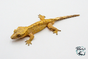 Correlophus ciliatus - Gecko à crête - Mâle -  250228500117087