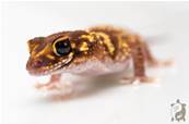 Underwoodisaurus milii - Gecko aboyeur  Het HYPO