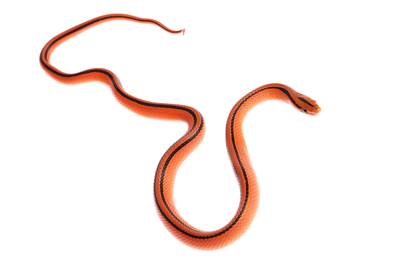 Oreocryptophis porphyracea coxi -  Couleuvre des bambous