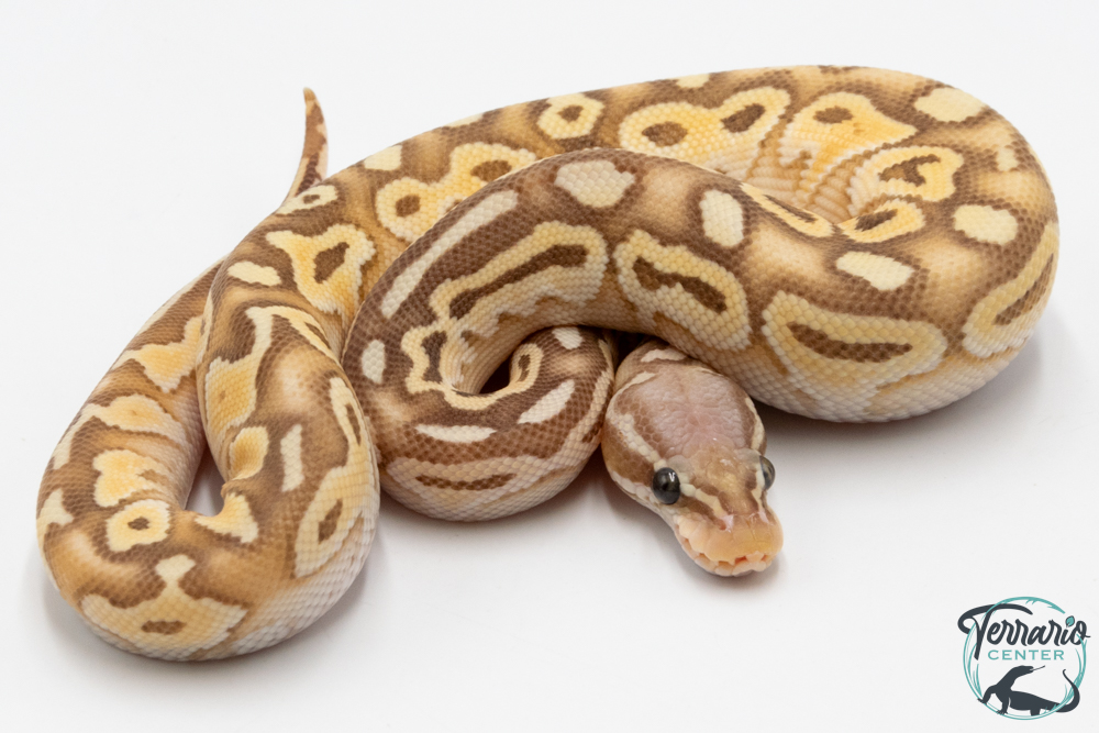 Python royal - Python regius Banana Butter Pastel