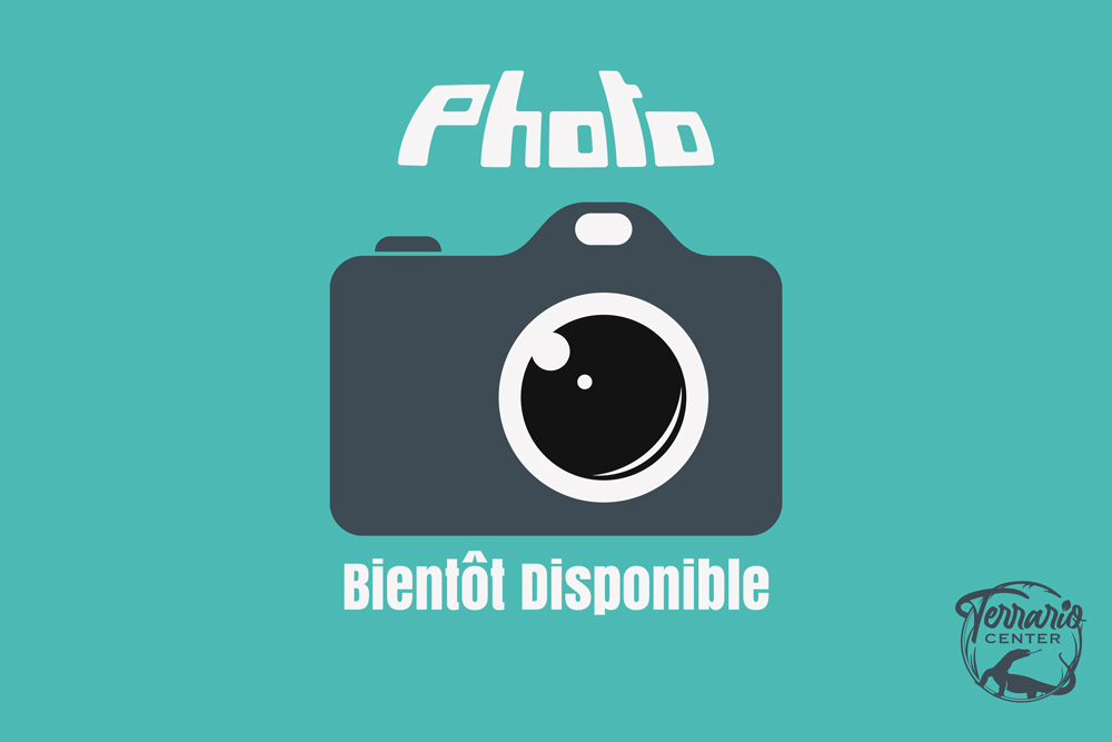 Lampropeltis triangulum hondurensis -  Faux-corail du Honduras - Super Tangerine - NC 2024